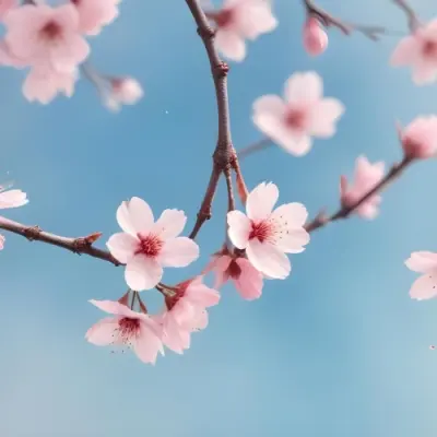 Minimal Soft Studio Light Photography Cherry Blossom Flowers With Pink Petals On A Blue Sky Background Some Petals Falling Down Soft And Dreamy Atmosphere Watercolor Style High Detail Solid Bold Color Background 1 16 C0ca