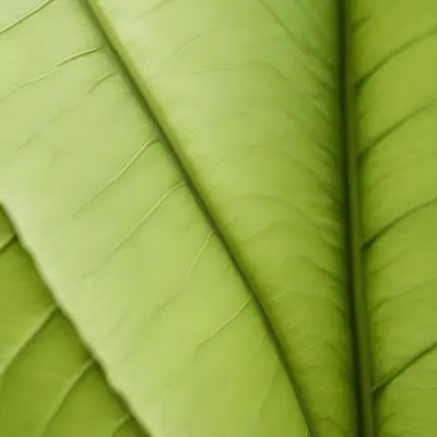 Minimal Soft Studio Light Photography Close Up Of Green Leaf With Detailed Texture And Folds High Detail Solid Bold Color Background 11 Fc5b