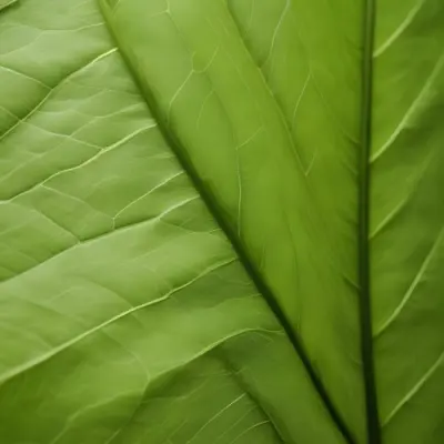 Minimal Soft Studio Light Photography Close Up Of Green Leaf With Detailed Texture And Folds High Detail Solid Bold Color Background 13 3994