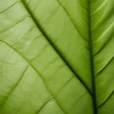 Minimal Soft Studio Light Photography Close Up Of Green Leaf With Detailed Texture And Folds High Detail Solid Bold Color Background 15 C5d2