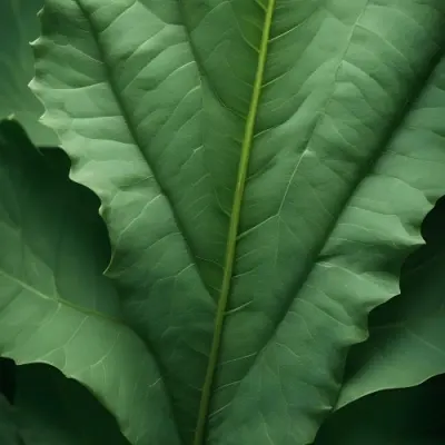 Minimal Soft Studio Light Photography Close Up Of Green Leaf With Detailed Texture And Folds High Detail Solid Bold Color Background 16 C103