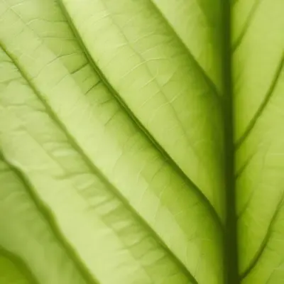 Minimal Soft Studio Light Photography Close Up Of Green Leaf With Detailed Texture And Folds High Detail Solid Bold Color Background 2 02ae