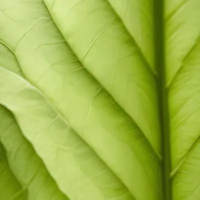 Minimal Soft Studio Light Photography Close Up Of Green Leaf With Detailed Texture And Folds High Detail Solid Bold Color Background 3 D78b