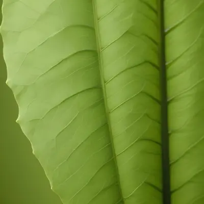 Minimal Soft Studio Light Photography Close Up Of Green Leaf With Detailed Texture And Folds High Detail Solid Bold Color Background 4 C110