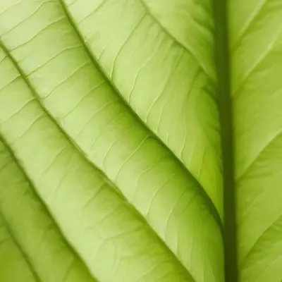 Minimal Soft Studio Light Photography Close Up Of Green Leaf With Detailed Texture And Folds High Detail Solid Bold Color Background 5 9d88