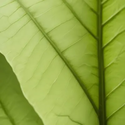 Minimal Soft Studio Light Photography Close Up Of Green Leaf With Detailed Texture And Folds High Detail Solid Bold Color Background 6 Bff5