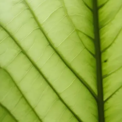 Minimal Soft Studio Light Photography Close Up Of Green Leaf With Detailed Texture And Folds High Detail Solid Bold Color Background 7 9e9e
