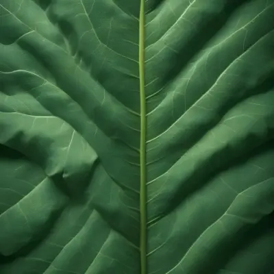 Minimal Soft Studio Light Photography Close Up Of Green Leaf With Detailed Texture And Folds High Detail Solid Bold Color Background 9 Cb71