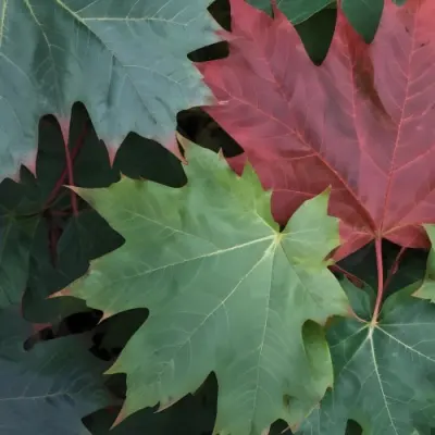 Overlapping Green And Red Maple Leaves With The Veins And Textures Of The Leaves Visible 11 83d7