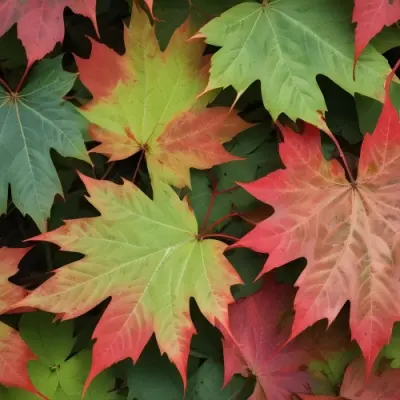 Overlapping Green And Red Maple Leaves With The Veins And Textures Of The Leaves Visible 12 691e