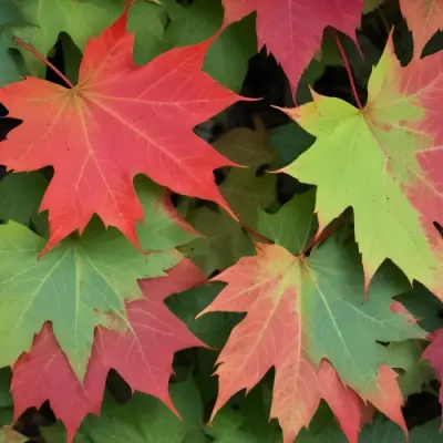 Overlapping Green And Red Maple Leaves With The Veins And Textures Of The Leaves Visible 14 3678