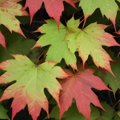 Overlapping Green And Red Maple Leaves With The Veins And Textures Of The Leaves Visible 17 Ebd8