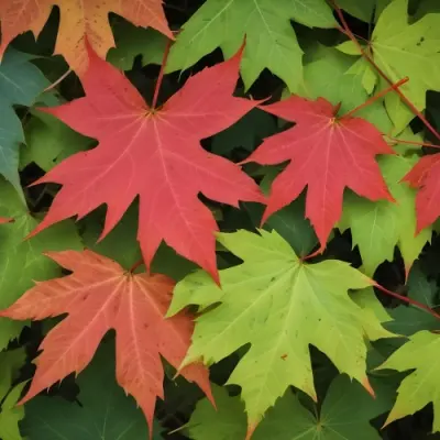 Overlapping Green And Red Maple Leaves With The Veins And Textures Of The Leaves Visible 24 0b0e