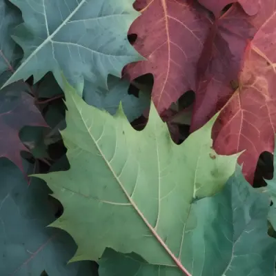 Overlapping Green And Red Maple Leaves With The Veins And Textures Of The Leaves Visible 27 970f
