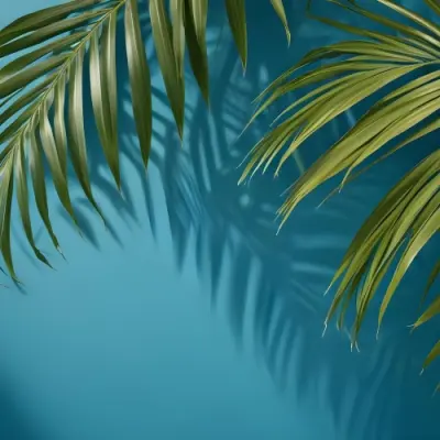 Palm Leaves On The Corners With A Shadow Of Palm Leaves In A Blue Background 77 3027