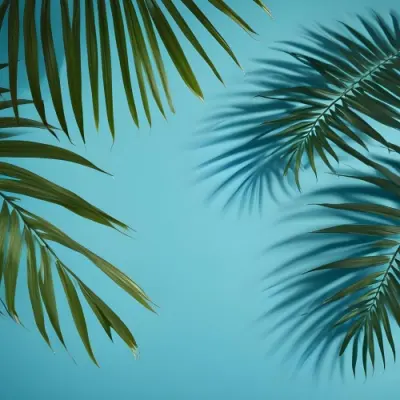 Palm Leaves On The Corners With A Shadow Of Palm Leaves In A Blue Background 80 7d1c