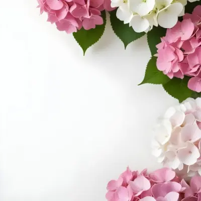 Pink And White Hydrangea Flowers With Green Leaves On A Light Background 16 363f
