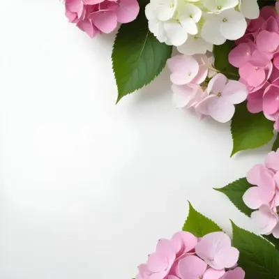 Pink And White Hydrangea Flowers With Green Leaves On A Light Background 18 Cb19