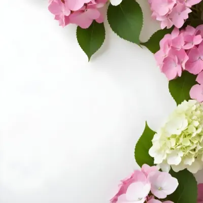 Pink And White Hydrangea Flowers With Green Leaves On A Light Background 2 5fd6