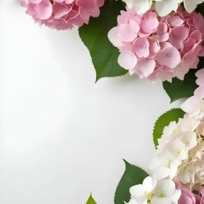 Pink And White Hydrangea Flowers With Green Leaves On A Light Background 5 B946