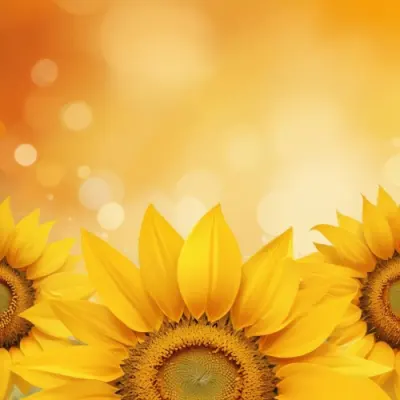 Three Sunflowers With Orange Petals And Yellow Centers Arranged At The Bottom Of The Frame Soft Yellow Background With Bokeh Effect 16 Ebdc