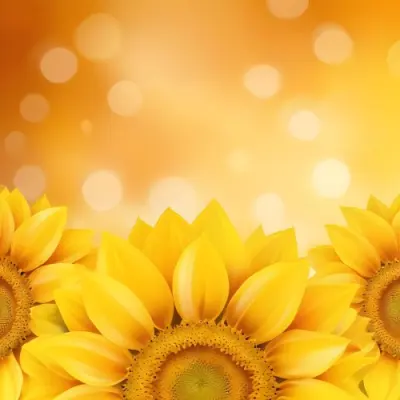 Three Sunflowers With Orange Petals And Yellow Centers Arranged At The Bottom Of The Frame Soft Yellow Background With Bokeh Effect 30 360d