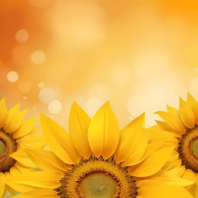 Three Sunflowers With Orange Petals And Yellow Centers Arranged At The Bottom Of The Frame Soft Yellow Background With Bokeh Effect 34 850f