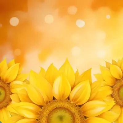 Three Sunflowers With Orange Petals And Yellow Centers Arranged At The Bottom Of The Frame Soft Yellow Background With Bokeh Effect 39 B364