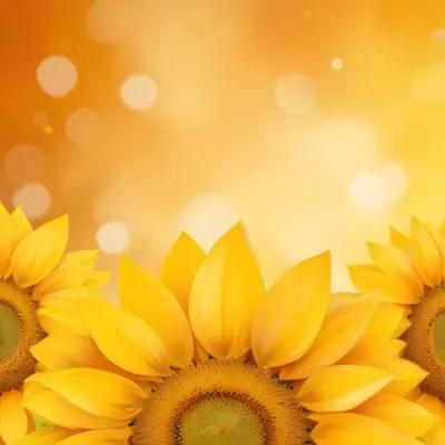 Three Sunflowers With Orange Petals And Yellow Centers Arranged At The Bottom Of The Frame Soft Yellow Background With Bokeh Effect 46 Cce6