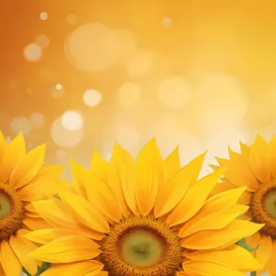 Three Sunflowers With Orange Petals And Yellow Centers Arranged At The Bottom Of The Frame Soft Yellow Background With Bokeh Effect 48 8961