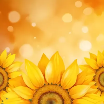 Three Sunflowers With Orange Petals And Yellow Centers Arranged At The Bottom Of The Frame Soft Yellow Background With Bokeh Effect 51 80bc