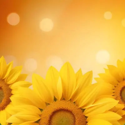 Three Sunflowers With Orange Petals And Yellow Centers Arranged At The Bottom Of The Frame Soft Yellow Background With Bokeh Effect 55 Ce4a