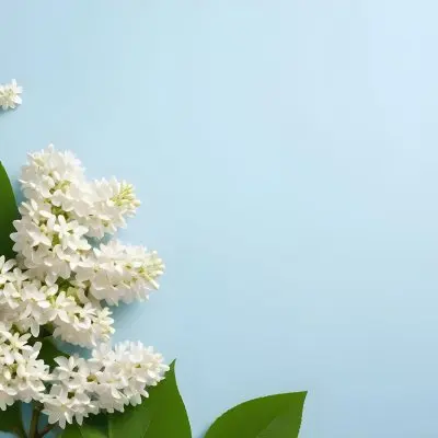 White Lilac Flowers With Green Leaves On A Light Blue Background Top View Soft Lighting Clean Composition Minimalist Style Fresh And Vibrant 1 4f37