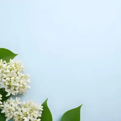 White Lilac Flowers With Green Leaves On A Light Blue Background Top View Soft Lighting Clean Composition Minimalist Style Fresh And Vibrant 31 E564