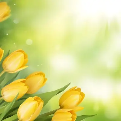 Yellow Tulips With Green Leaves In The Right Corner Bokeh Effect Bright Light In The Upper Right Corner Spring Background 4 26f7