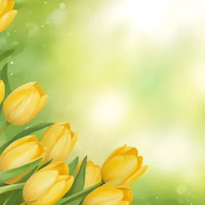 Yellow Tulips With Green Leaves In The Right Corner Bokeh Effect Bright Light In The Upper Right Corner Spring Background 63 5aac