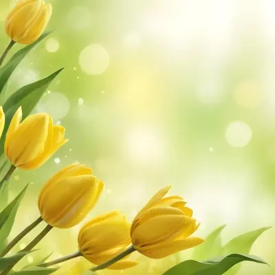 Yellow Tulips With Green Leaves In The Right Corner Bokeh Effect Bright Light In The Upper Right Corner Spring Background 68 6c39