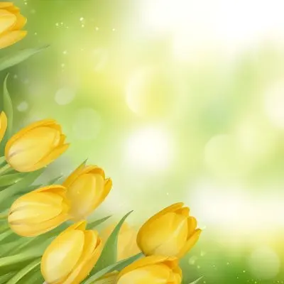 Yellow Tulips With Green Leaves In The Right Corner Bokeh Effect Bright Light In The Upper Right Corner Spring Background 78 7679