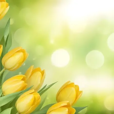 Yellow Tulips With Green Leaves In The Right Corner Bokeh Effect Bright Light In The Upper Right Corner Spring Background 80 35cf