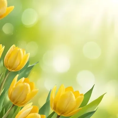 Yellow Tulips With Green Leaves In The Right Corner Bokeh Effect Bright Light In The Upper Right Corner Spring Background 84 13f8