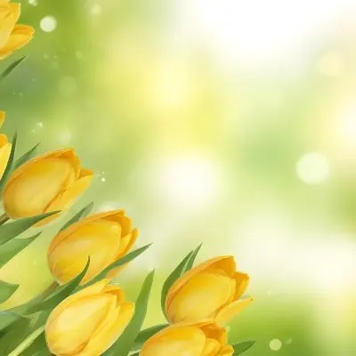 Yellow Tulips With Green Leaves In The Right Corner Bokeh Effect Bright Light In The Upper Right Corner Spring Background 85 4c2f