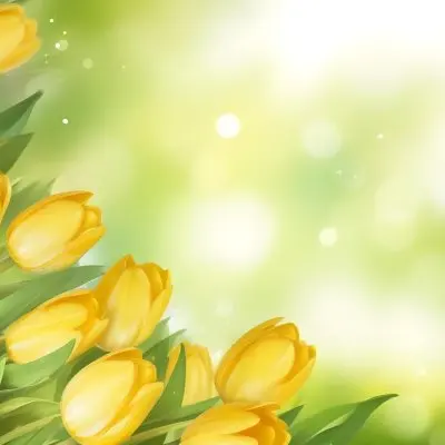 Yellow Tulips With Green Leaves In The Right Corner Bokeh Effect Bright Light In The Upper Right Corner Spring Background 88 A3bb