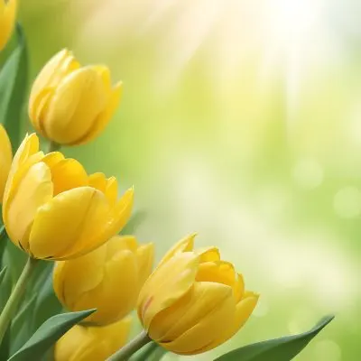 Yellow Tulips With Green Leaves In The Right Corner Bokeh Effect Bright Light In The Upper Right Corner Spring Background 96 B051