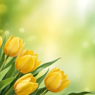 Yellow Tulips With Green Leaves In The Right Corner Bokeh Effect Bright Light In The Upper Right Corner Spring Background 98 Ca19