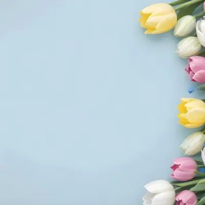 Yellow White And Blue Tulips And Lisianthus Flowers On The Right Side Of A Pink Background 6 84d4