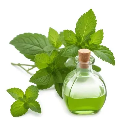 A Clear Glass Bottle With A Cork Stopper Containing Green Liquid Placed Next To Fresh Green Mint Leaves The Mint Leaves Are Vibrant And Lush Showcasing Their Serrated Edges And Rich Color The Background Is Plain W 19 F639
