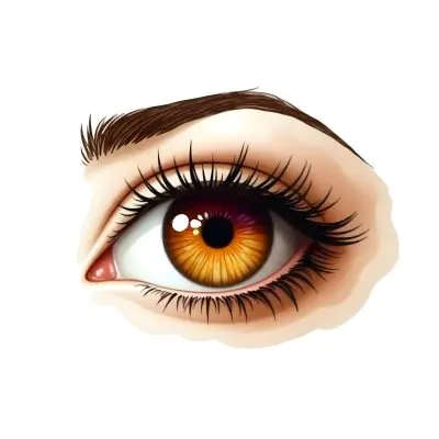 A Close Up Of A Brown Eye With Long Lashes And Eyebrow The Iris Is Orange And Yellow In A White Background 21 9dea
