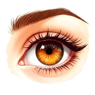 A Close Up Of A Brown Eye With Long Lashes And Eyebrow The Iris Is Orange And Yellow In A White Background 36 5dc6