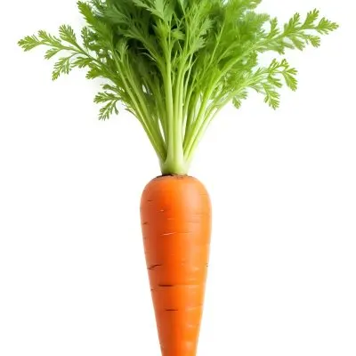 A Vibrant Orange Carrot With Lush Green Leaves Standing Upright Against A Clean White Background Showcasing Its Fresh And Healthy Appearance 10 71f3