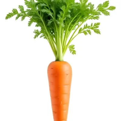 A Vibrant Orange Carrot With Lush Green Leaves Standing Upright Against A Clean White Background Showcasing Its Fresh And Healthy Appearance 13 C19b